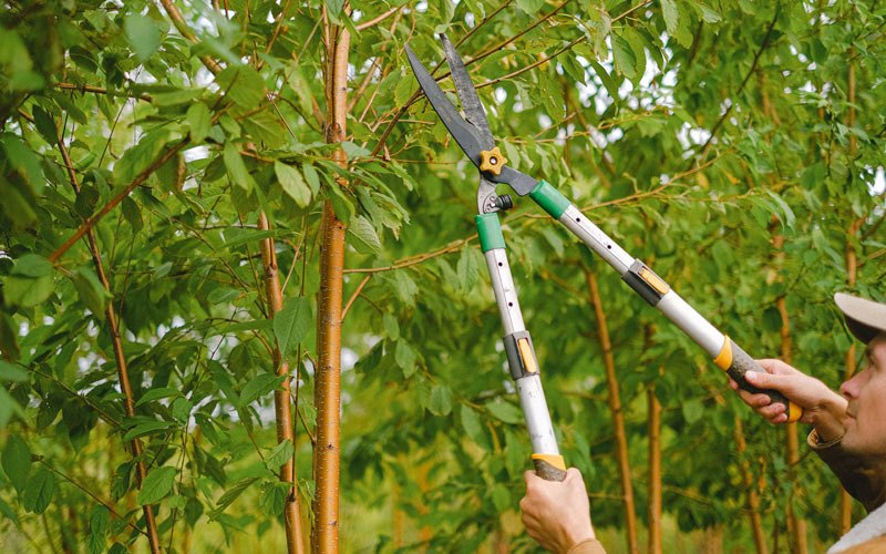 Tree trimming in Twin Falls, ID